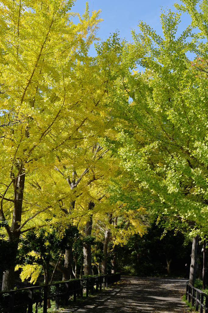 イチョウの綺麗な散歩道