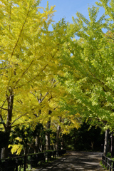 イチョウの綺麗な散歩道