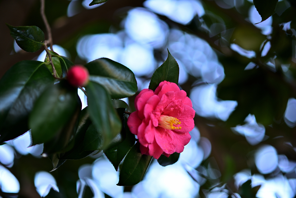 D6H_7023R