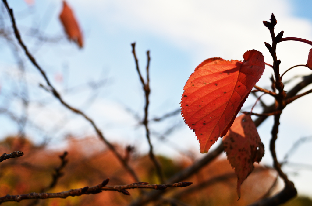 D7K_2419R
