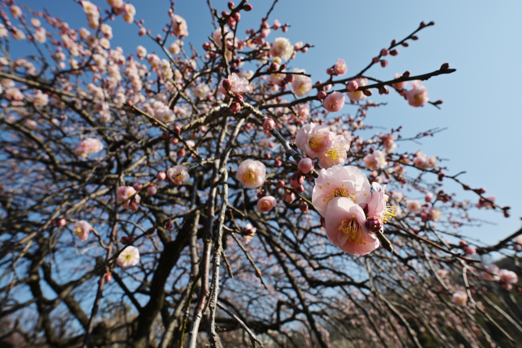 梅写道 (初級)
