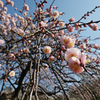 梅写道 (初級)
