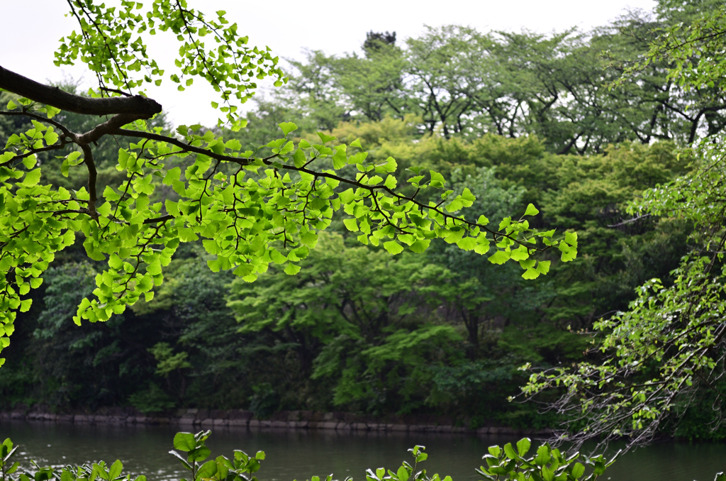 D7K_4228R