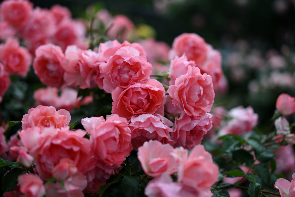 庭という名の薔薇