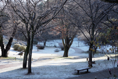 久しぶりの雪景色
