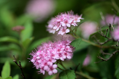 梅か桜か下野か