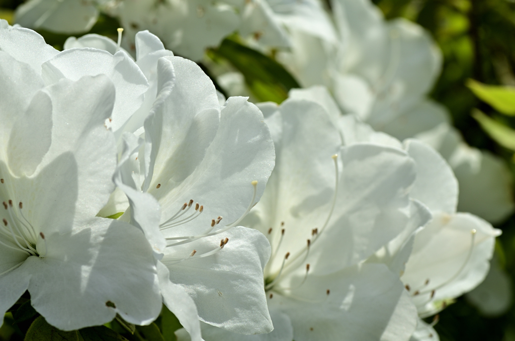 D7K_5902R