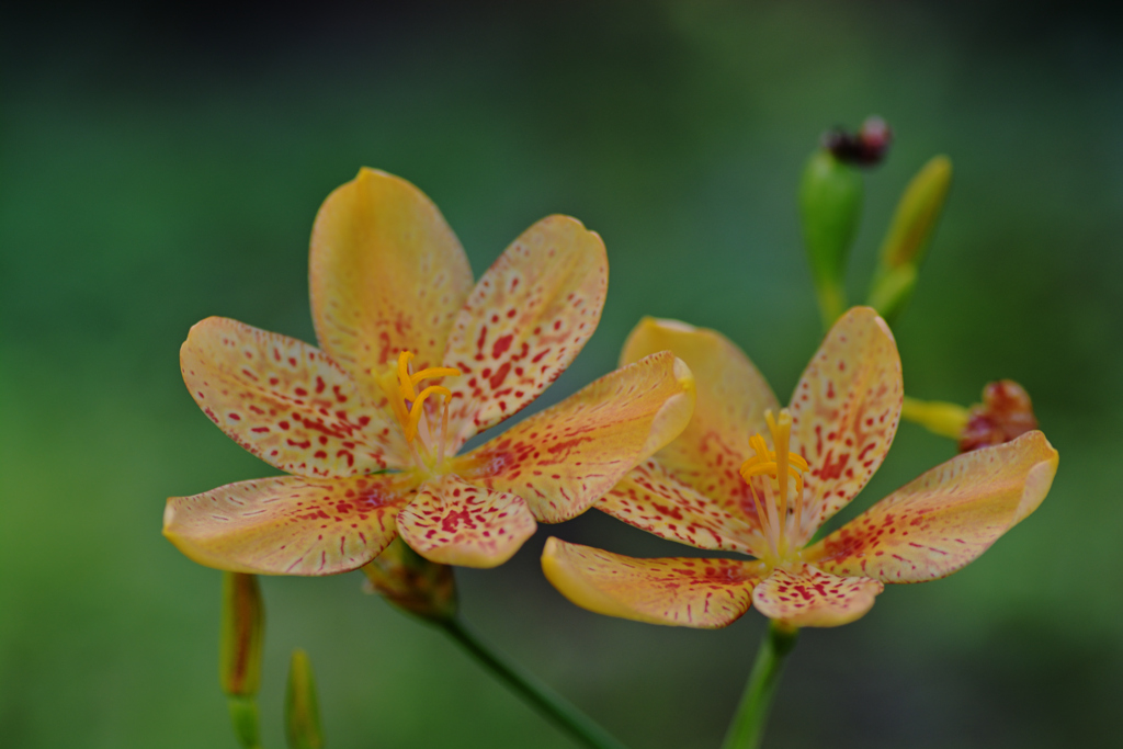 Iris domestica