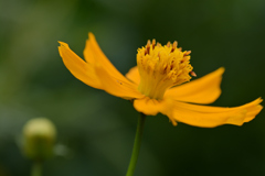 爽やかYellow