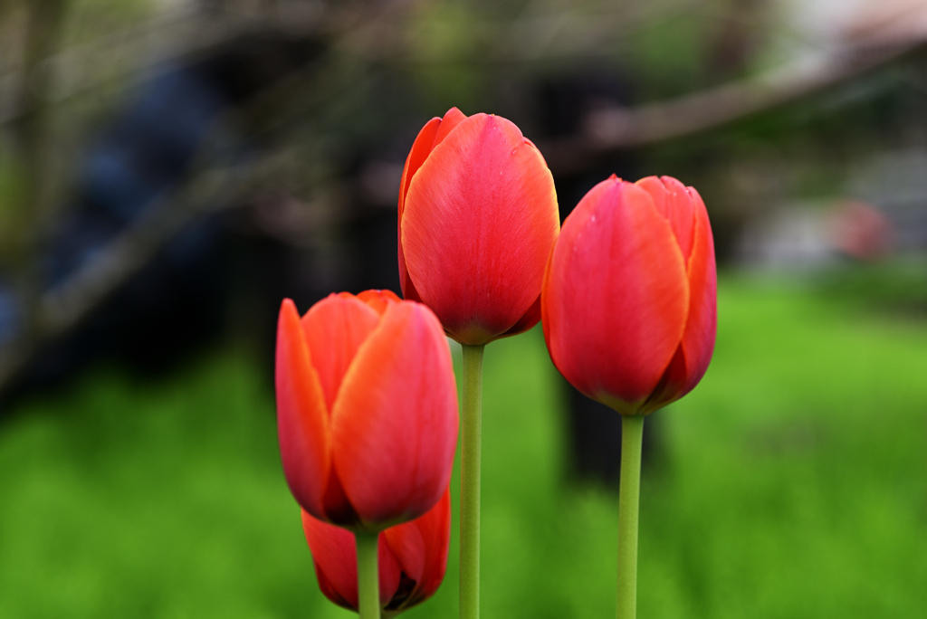 D6H_7266R