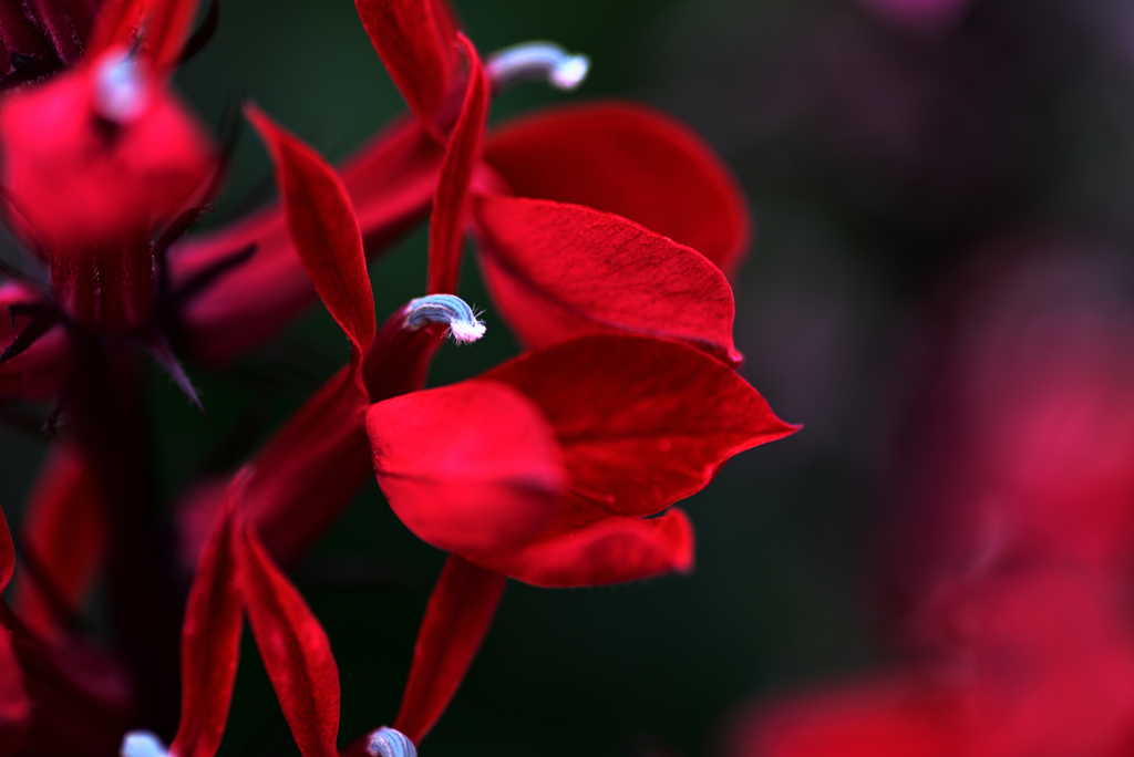 D6H_6313R