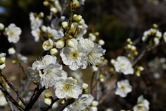 咲いた・咲いた