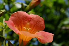 Trumpet vine