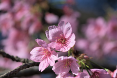 三ッ池公園の桜