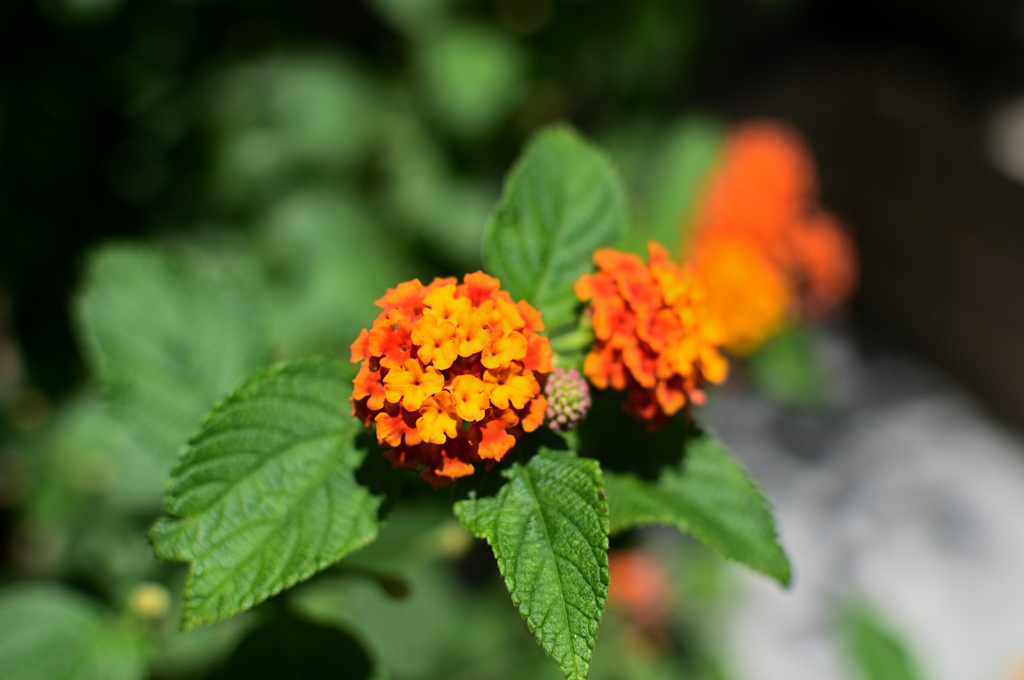 DSC_8133R