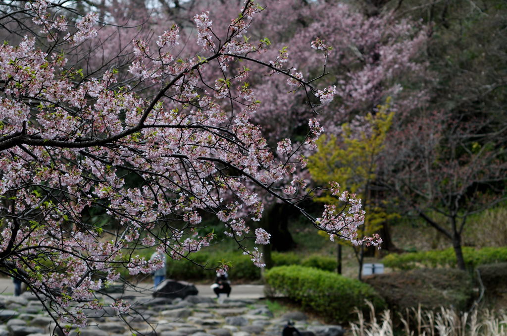 県立 三ツ池公園