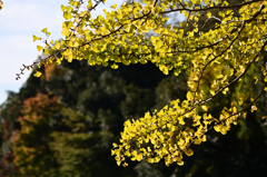 D7K_2139R