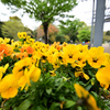 D7K_5515R