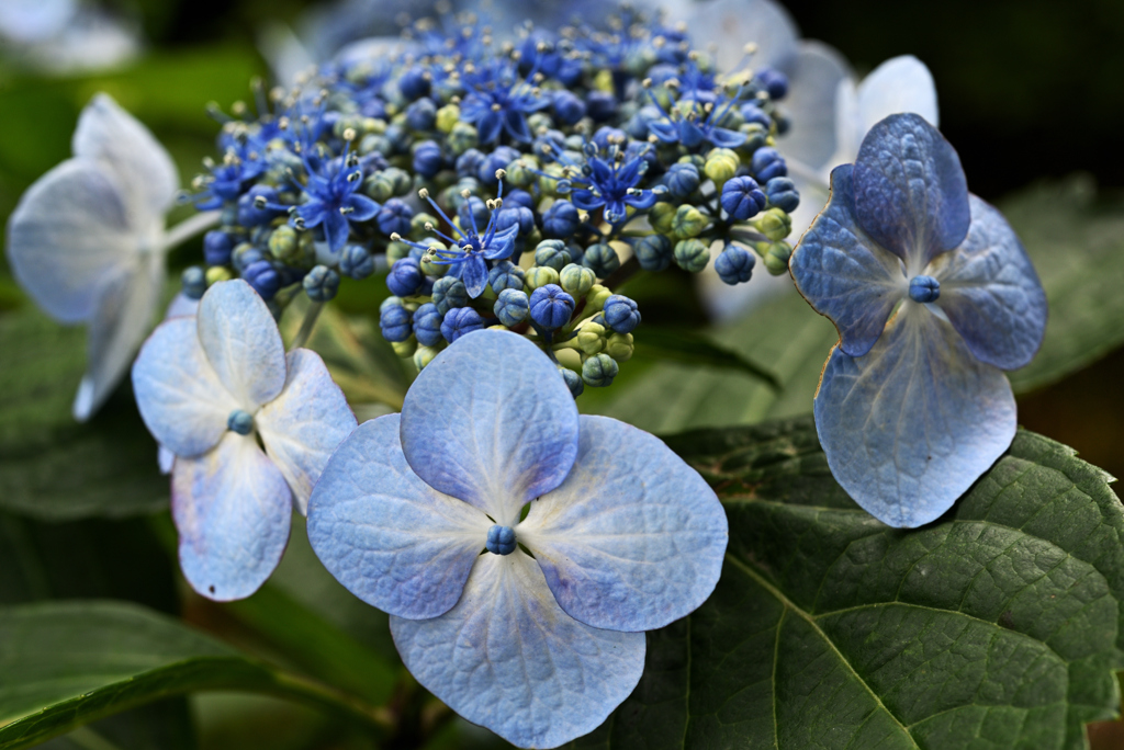 開花