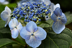 開花