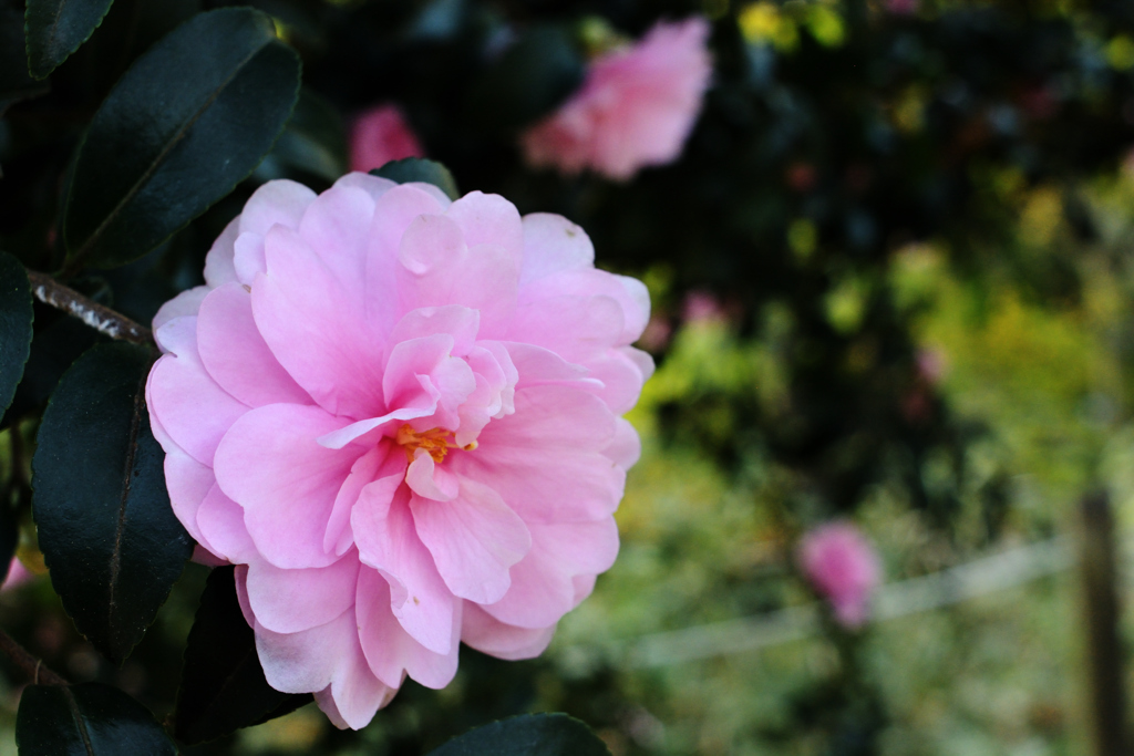 ピンクのハートを身に包み