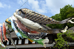 泳げ　空高く