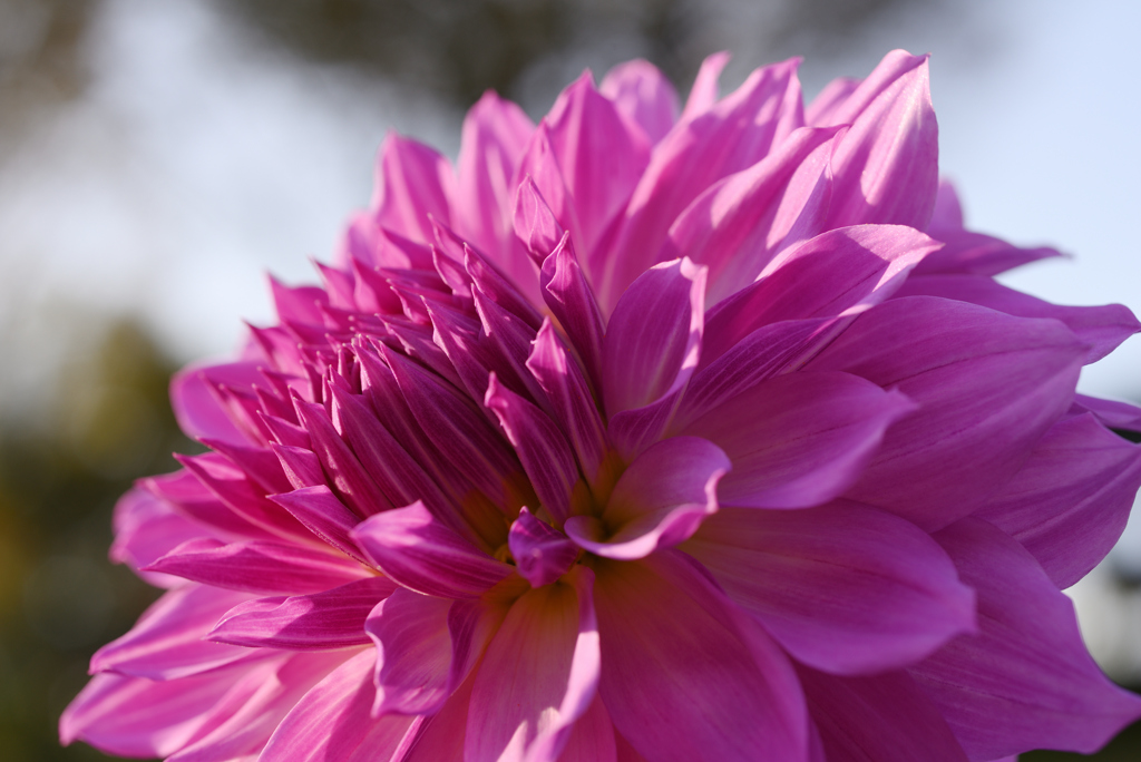 D6H_6619R