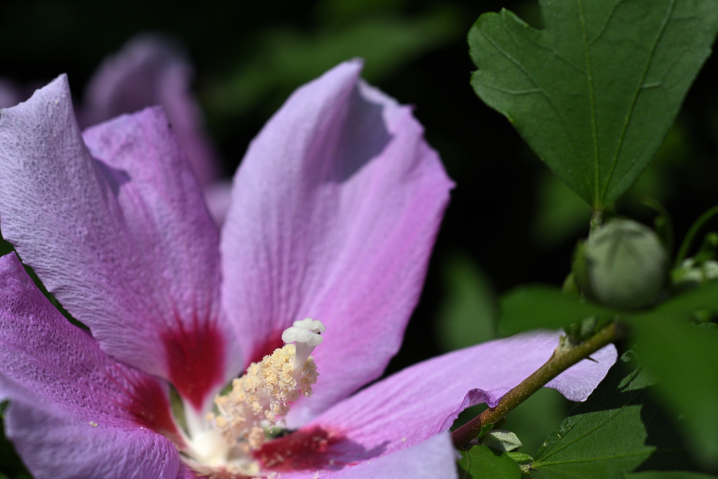 Hibiscus syriacus