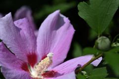 Hibiscus syriacus