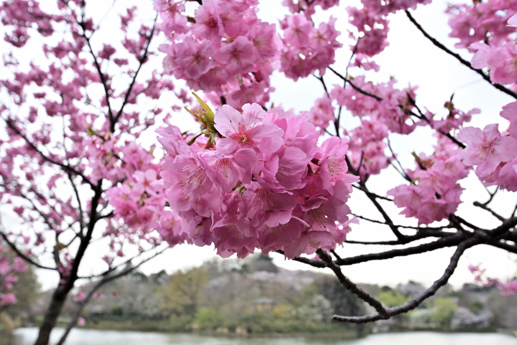 今日の桜-3