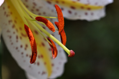 華麗な花粉