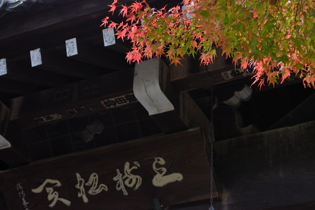 モミジのお迎え