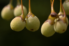 Styrax japonica