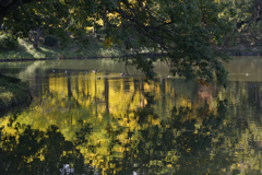 黄金色の池を泳ぐ