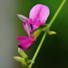 秋の野に咲きたる花
