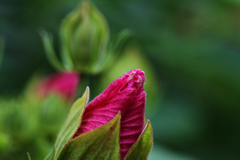 72H_9099R