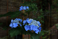 一葉式いけ花