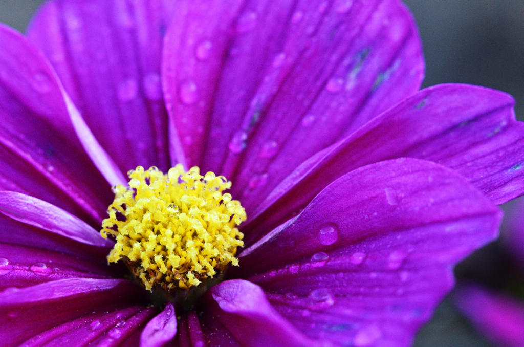 D7K_1817R