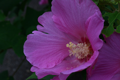 72H_9154R