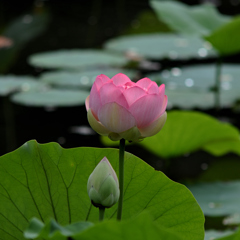 蓮の花