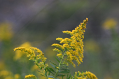 D7K_1490R
