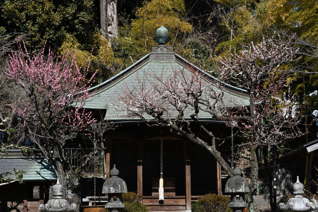 寺の梅