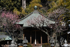 寺の梅