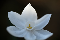 白い花びら