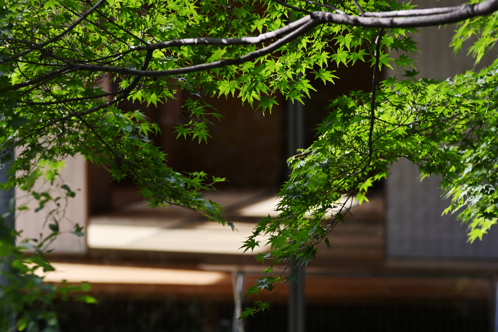 茶室の外では