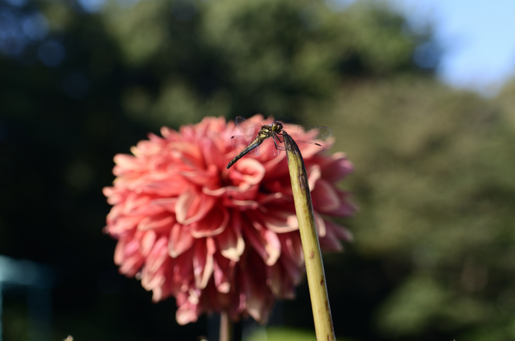 貴方の花でしたか