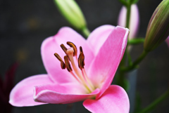 ピンクの花
