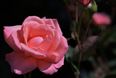 ピンクのドレス