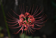彼岸の花火