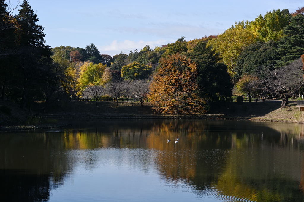 師走の公園